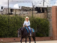 فرس, Percheron — الصورة 6
