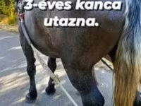 Mare, Horses — photo 3