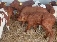 Taureau, Simmental cattle — photo 8