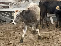 Krowa, Aberdeńsko-anguska — zdjęcie 6