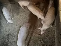 मादा सूअर, Ландрас — फ़ोटो 6