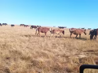 Égua, Horse breed — foto 3