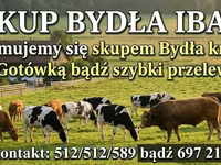 Bydło (partia, płeć nieokreślona), Bydło — zdjęcie 3