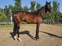 公马, Akhal-Teke — 照片 5