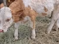 Bovinos (lote, sexo no especificado), Simmental cattle — foto 3