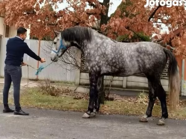 Chevaux (lot, sexe non indiqué), Chevaux
