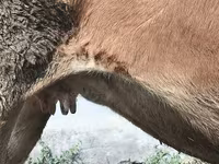 Vaca, Ganado vacuno — foto 6