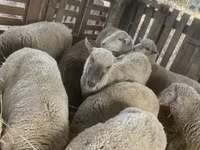 Owca, Blackheaded Persian sheep — zdjęcie 8