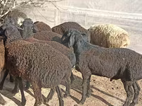 绵羊（批次，未指定性别）, Tajik sheep — 照片 4