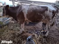 गाय, Simmental cattle — फ़ोटो 4