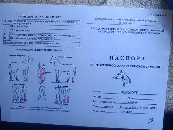 Horse (M), Akhal-Teke