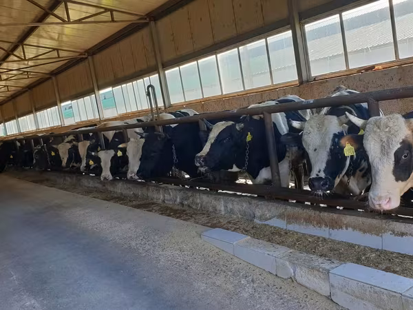 Býk, Russian Black pied cattle