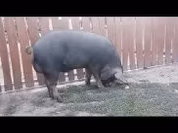 公猪, 
