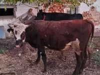 Buğa, Simmental cattle — foto 2