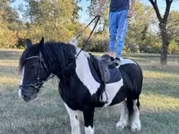 घोड़ी, Gypsy horse — फ़ोटो 3