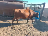 Vache, Latvian Blue cattle — photo 3