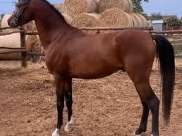 حصان, Shagya