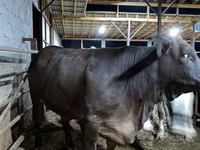 Kuh, Brahman — Foto 2