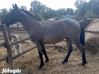 Caballo, Caballos — foto 2