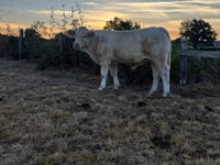 Vache, Race de vache — photo 1