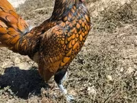 سيبرايت — الصورة 1
