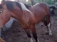 حصان, Altai horse — الصورة 3
