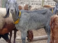 Cabra, Damask goat — foto 1