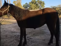 حصان, Tatar horse — الصورة 2