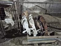 Koza, Saanen goat — zdjęcie 7