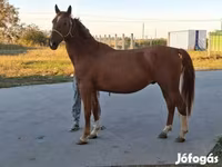 حصان, Kisber felver — الصورة 3
