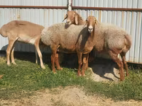 母羊, Arashan sheep — 照片 3