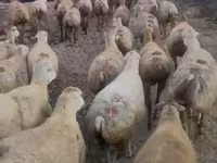 Owca, Daglıс sheep — zdjęcie 1