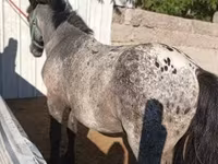 Cheval, Appaloosa — photo 2