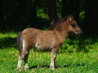 Caballos (lote, sexo no especificado), Shetland Pony — foto 4