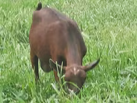 母山羊, Irish goat — 照片 8