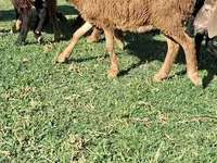 Moutons (lot, sexe non indiqué), Moutons — photo 1