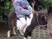 حصان, Falabella — الصورة 1