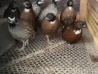 Guinea fowl — फ़ोटो 4