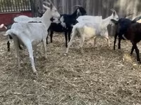 Billy Goat, Alpine goat — photo 4