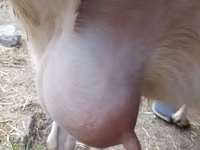 बकरी, Saanen goat — फ़ोटो 2