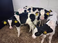 Byk, Russian Black pied cattle — zdjęcie 4