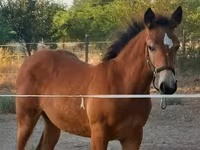 घोड़ी, Haflinger — फ़ोटो 3