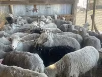 Sheep, Sheep — photo 1