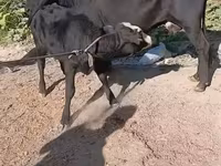 गाय, मवेशी — फ़ोटो 7
