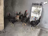 Chickens — Foto 1