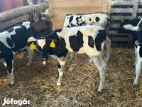 Bulle, Russian Black pied cattle — Foto 4