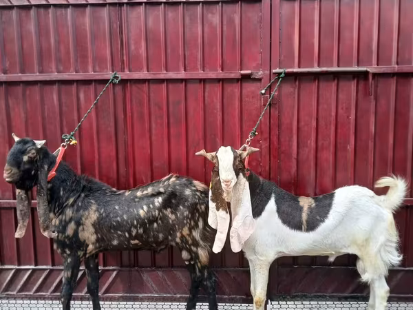 公山羊, Kamori goats