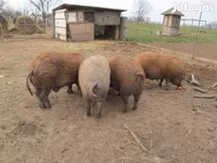 Pigs (batch, sex not specified), Мангалица — photo 2