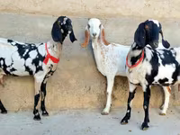 Goat, Beetal goats — photo 4