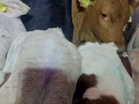 Býk, Simmental cattle — foto 3